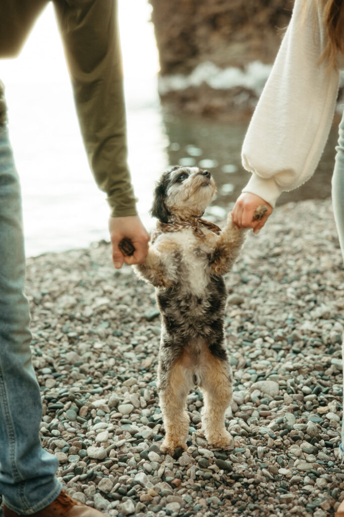 Man and woman holding hands with their small dog