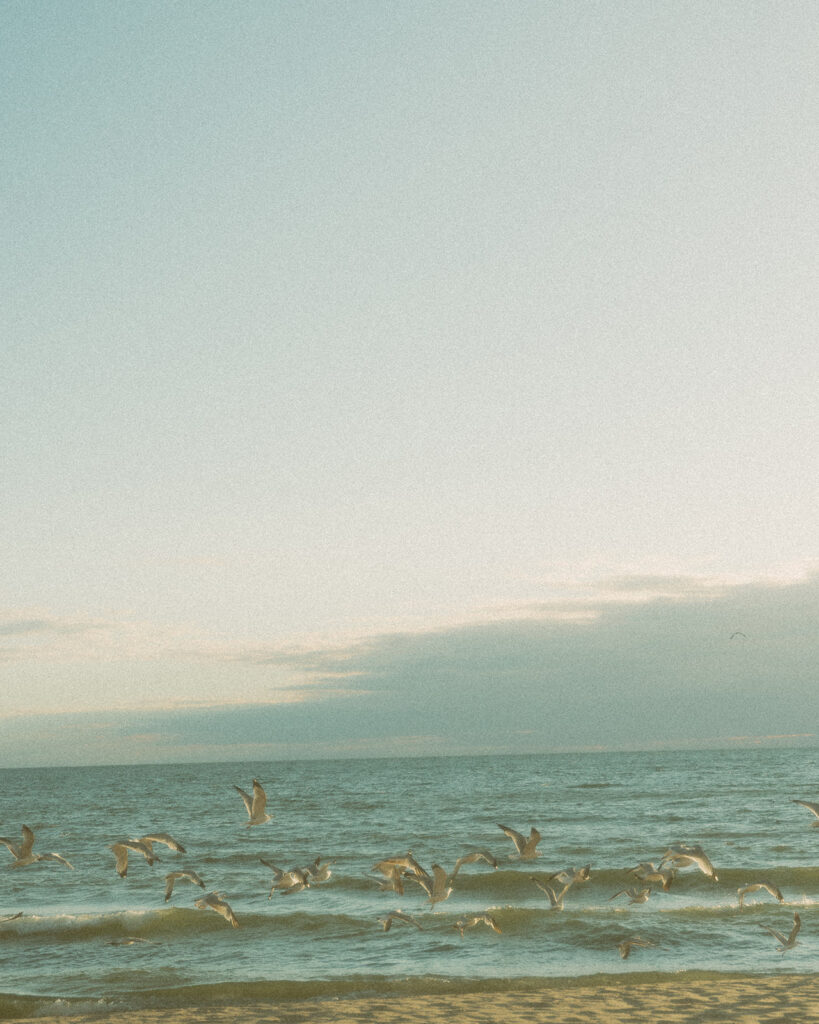 Birds flying over Lake Michigan