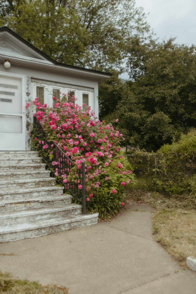 A white house with a pink rosebush in Bay City, Michigan