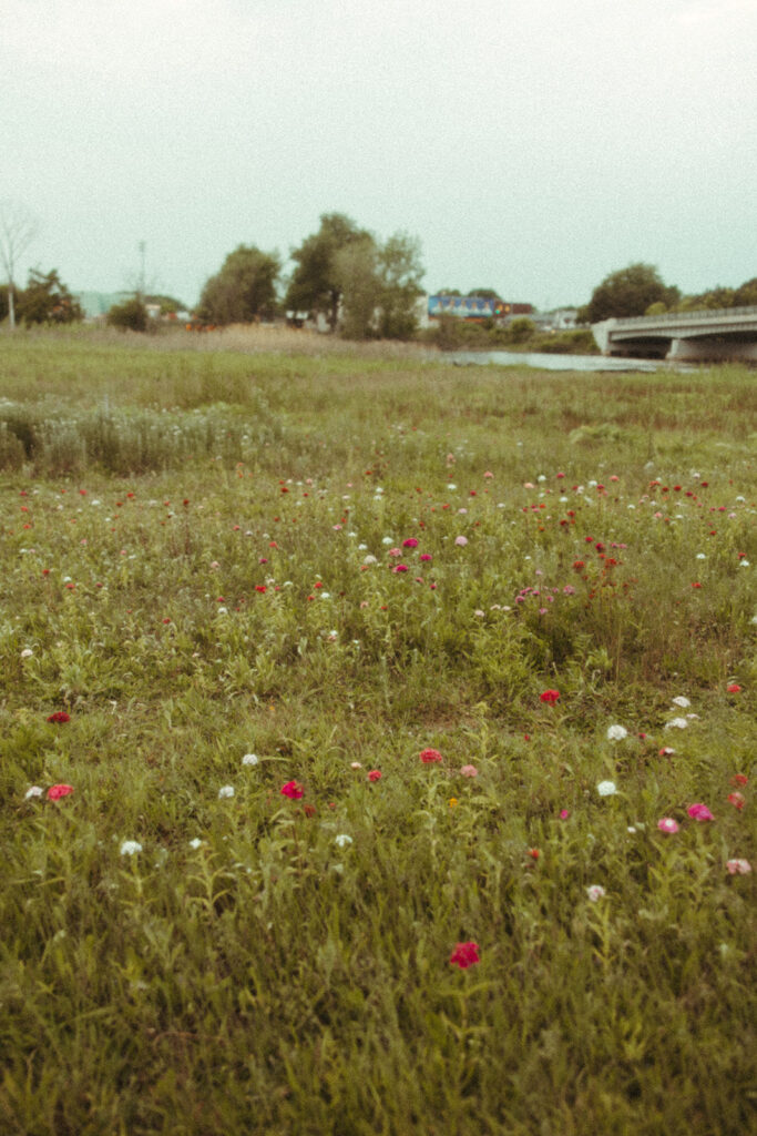 A wildflower patch just off of a Michigan highway in Bay City