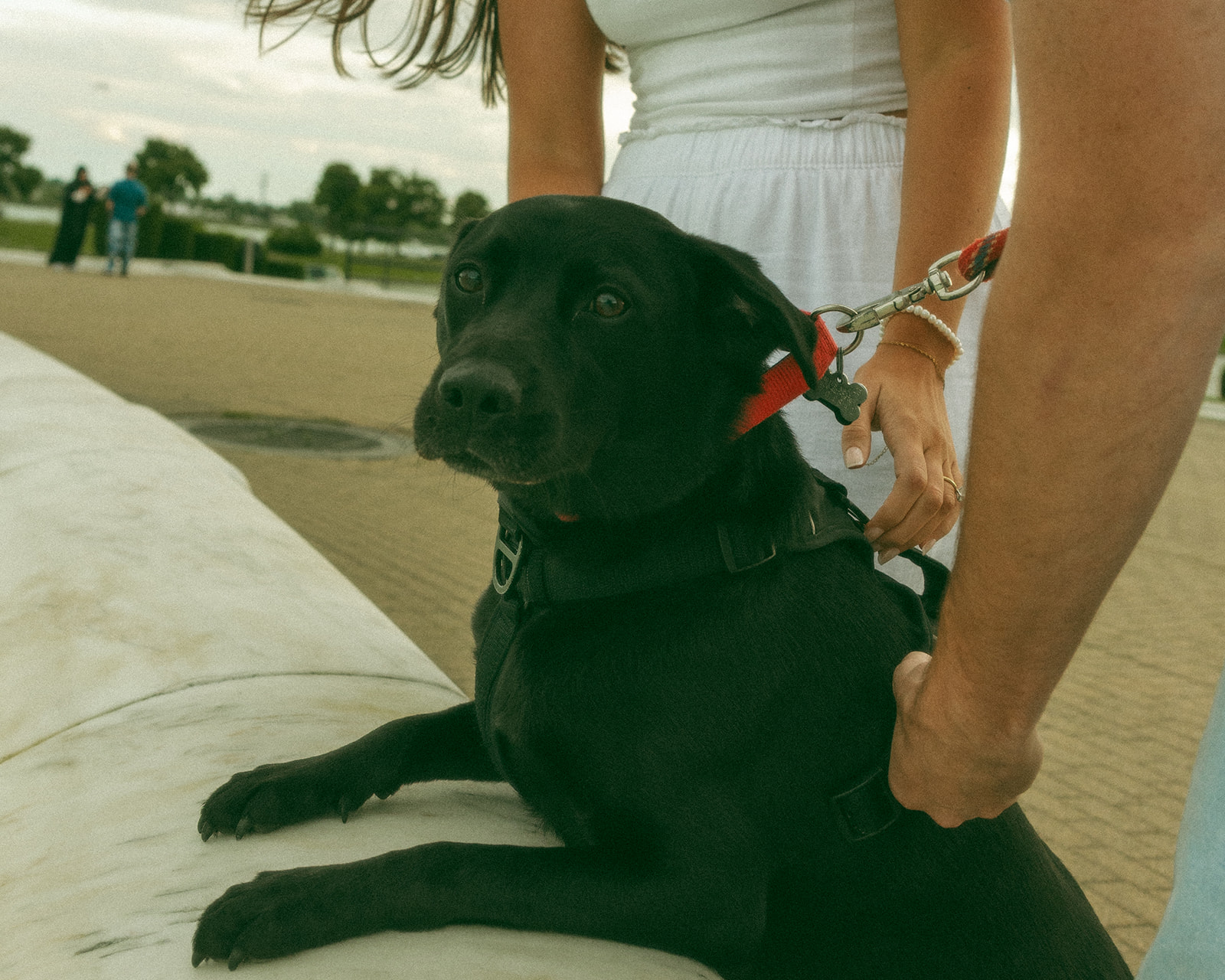 Couple dog during their engagement