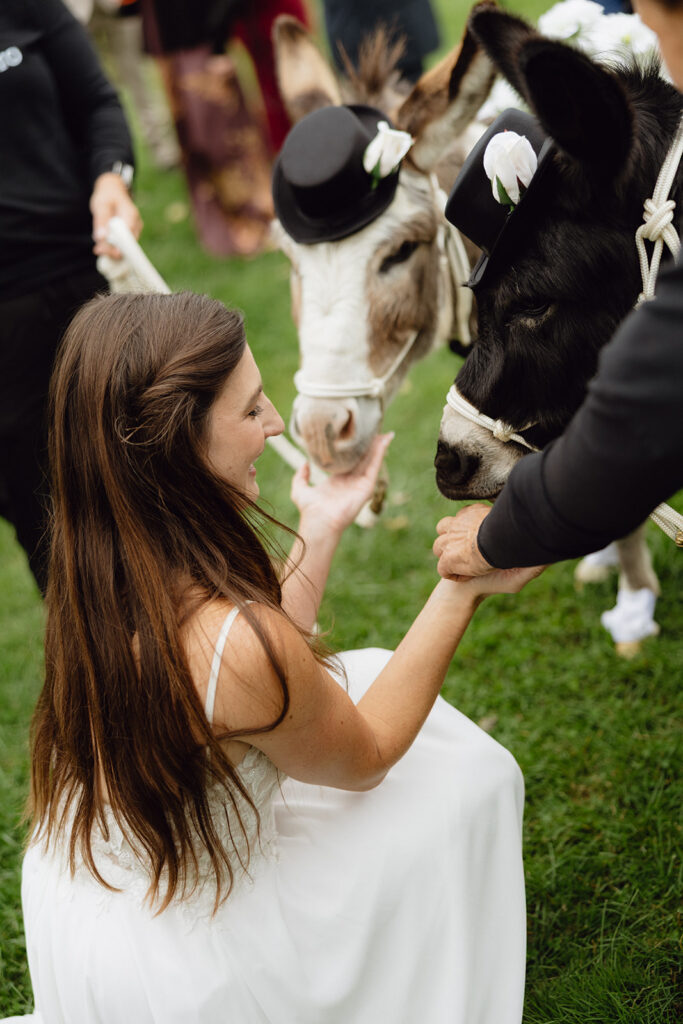 Bride feeding donkeys during her Michigan documentary style wedding near Grand Rapids, Michigan. 